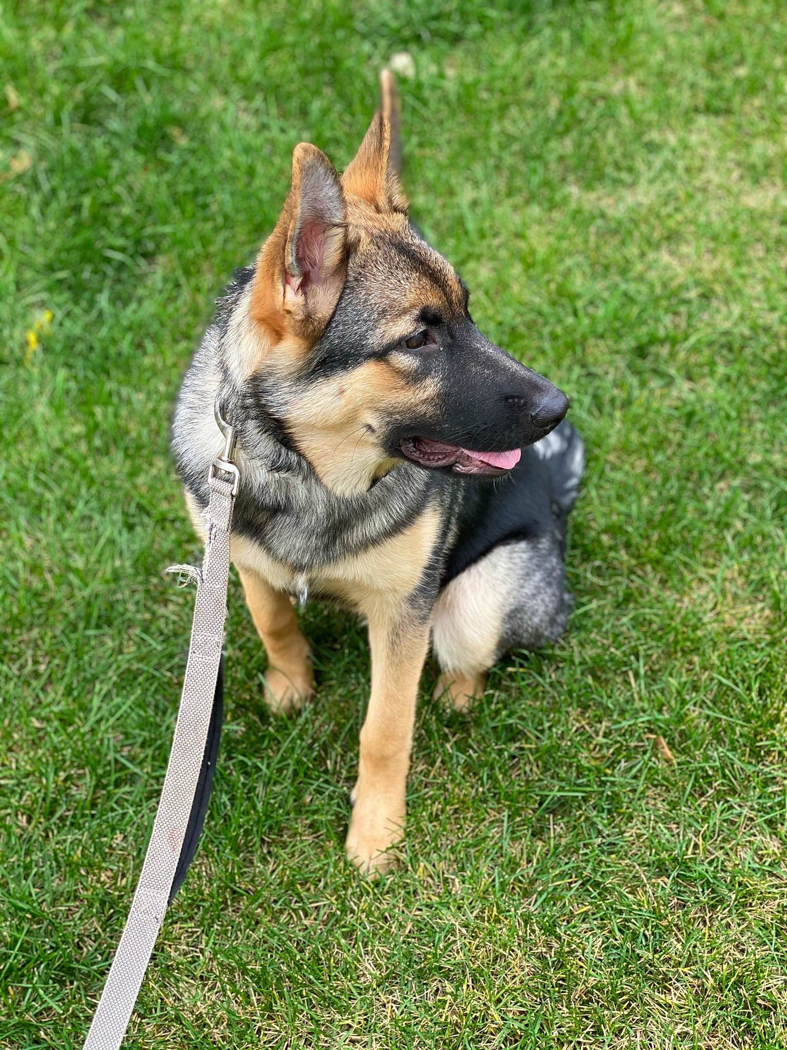 Olivia joined the competition — help win amazing prizes! biting, canidae, carnivore, collar, companion_dog, dog, dog_breed, dog_supply, fawn, grass, herding_dog, king_shepherd, leash, pet_supply, snout, sporting_group, tail, terrestrial_animal, working_animal, working_dog