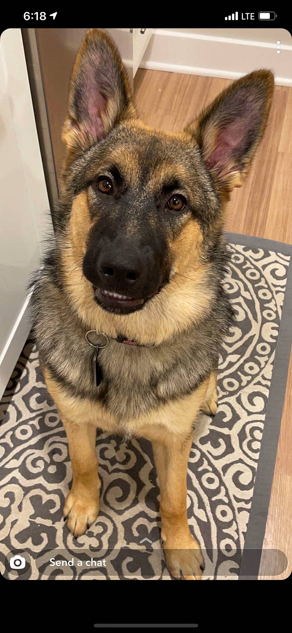 Olivia joined the competition — help win amazing prizes! canidae, carnivore, companion_dog, dog, dog_breed, east_european_shepherd, eye, fawn, fur, german_shepherd_dog, head, herding_dog, king_shepherd, old_german_shepherd_dog, pet_supply, snout, sporting_group, terrestrial_animal, whiskers, working_dog