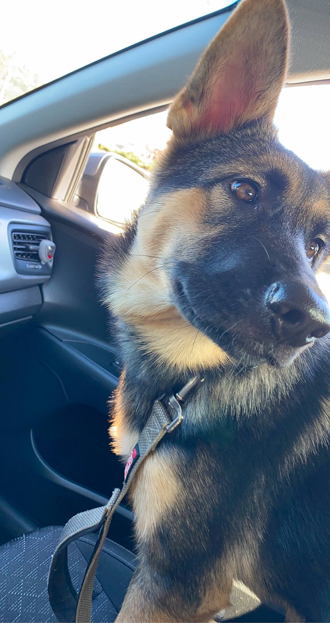 Olivia is registered to the contest to win money with this photo: automotive_mirror, car, carnivore, collar, companion_dog, dog, dog_breed, fawn, german_shepherd_dog, herding_dog, king_shepherd, old_german_shepherd_dog, personal_luxury_car, rear_view_mirror, snout, sporting_group, steering_wheel, vehicle, whiskers, working_animal