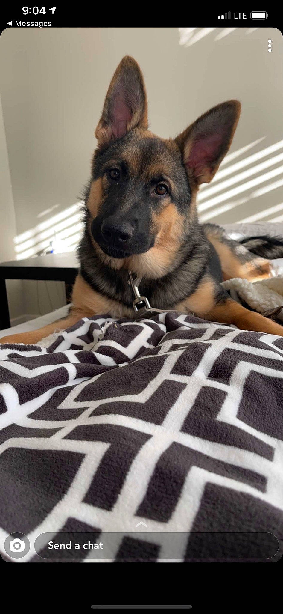 Olivia is registered to the contest to win money with this photo: bed, bedding, carnivore, comfort, companion_dog, dog, dog_breed, fawn, flooring, fur, german_shepherd_dog, guard_dog, linens, military_camouflage, pattern, paw, room, snout, whiskers, working_animal