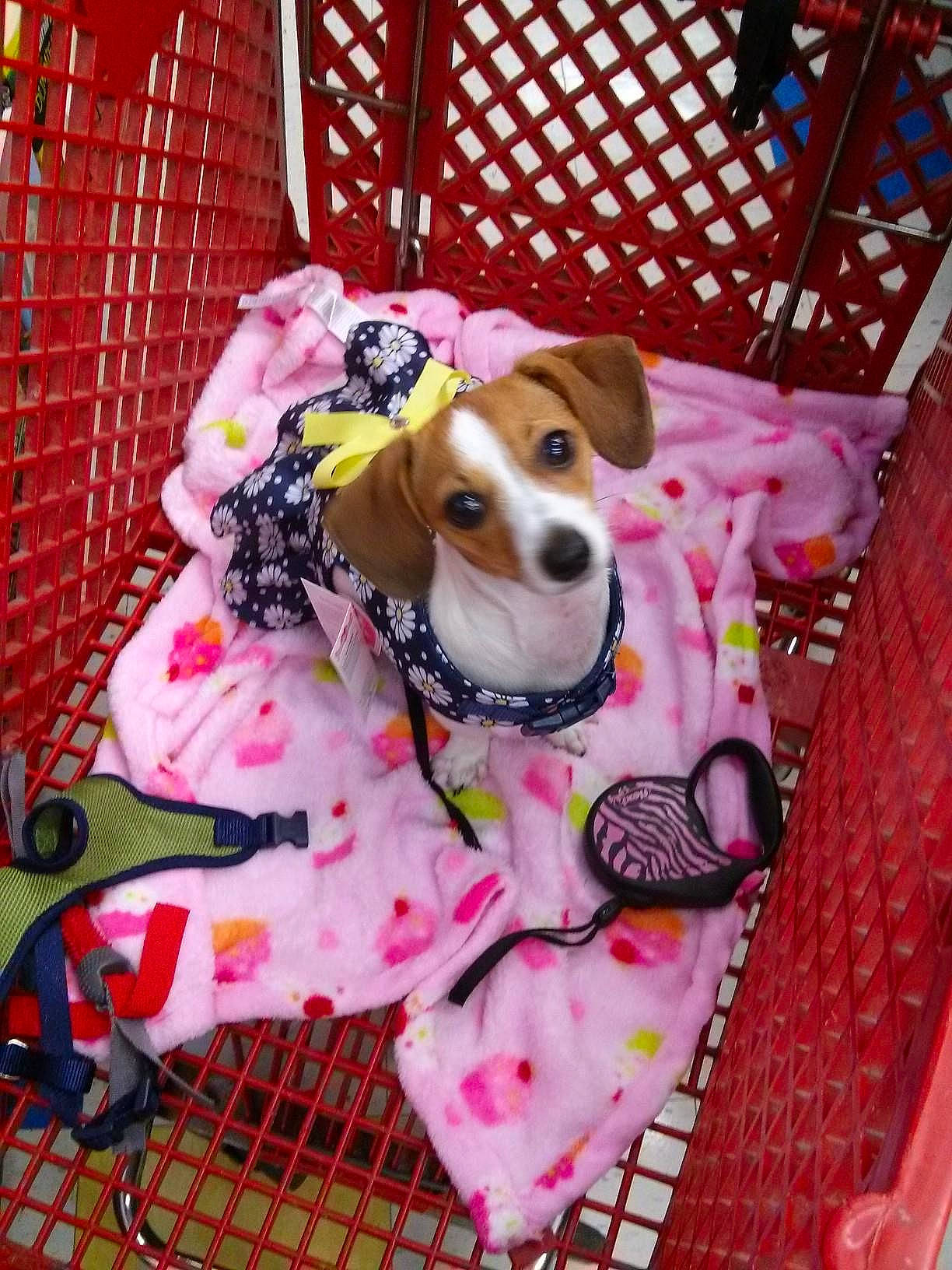 Kassie is registered to the contest to win money with this photo: beagle, brazilian_terrier, canidae, carnivore, companion_dog, dog, dog_breed, dog_clothes, dog_supply, jack_russell_terrier, parson_russell_terrier, pink, puppy, puppy_love, rat_terrier, russell_terrier