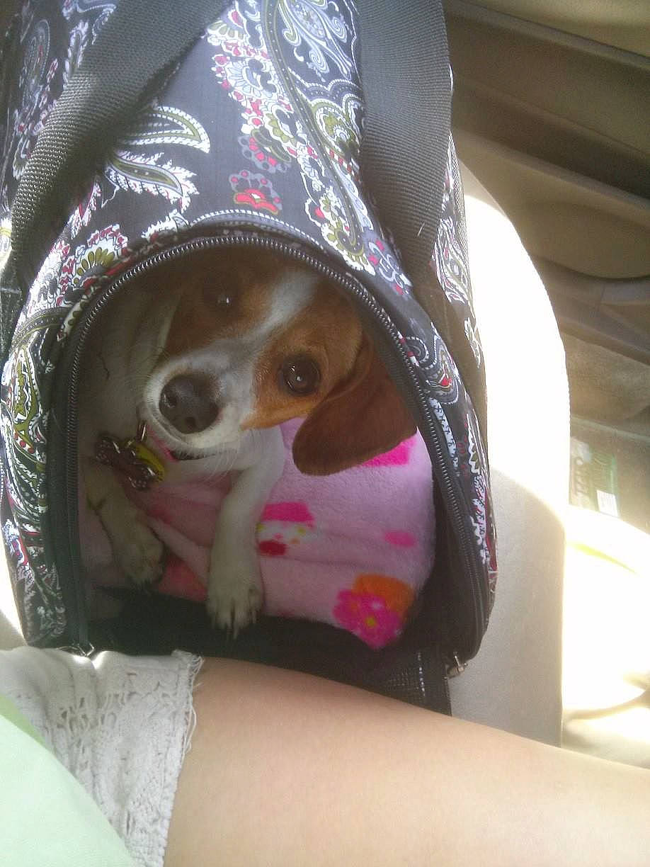 Kassie joined the competition — help win amazing prizes! canidae, companion_dog, dog, dog_breed, pink, puppy