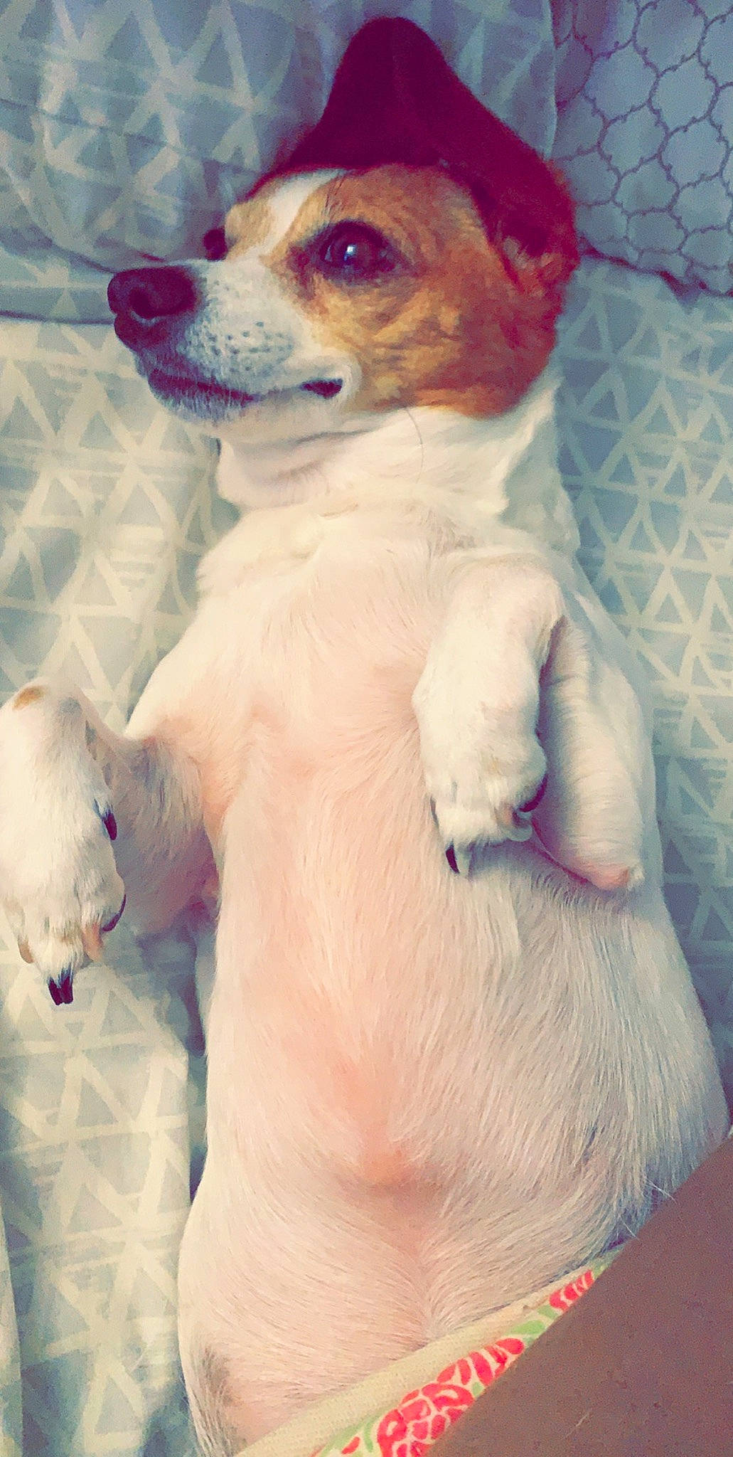 Kassie joined the competition — help win amazing prizes! ancient_dog_breeds, canidae, carnivore, companion_dog, dog, dog_breed, mammal, puppy, puppy_love, rare_breed_dog, russell_terrier, vertebrate