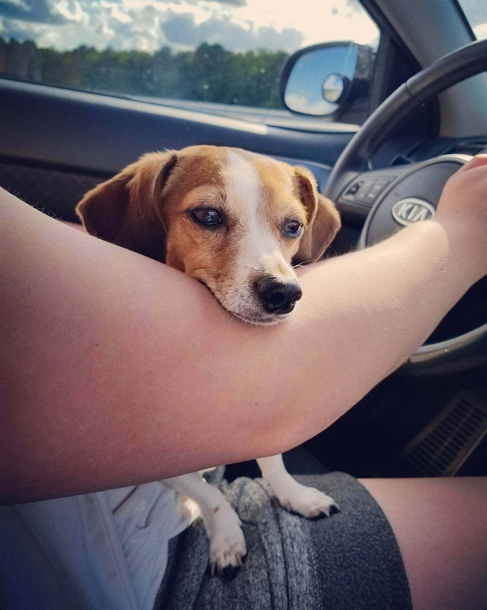 Kassie joined the competition — help win amazing prizes! american_foxhound, auto_part, beagador, beagle, canidae, car, carnivore, companion_dog, dog, dog_breed, fawn, harrier, mammal, puppy, snout, sporting_group, street_dog, treeing_walker_coonhound, vehicle