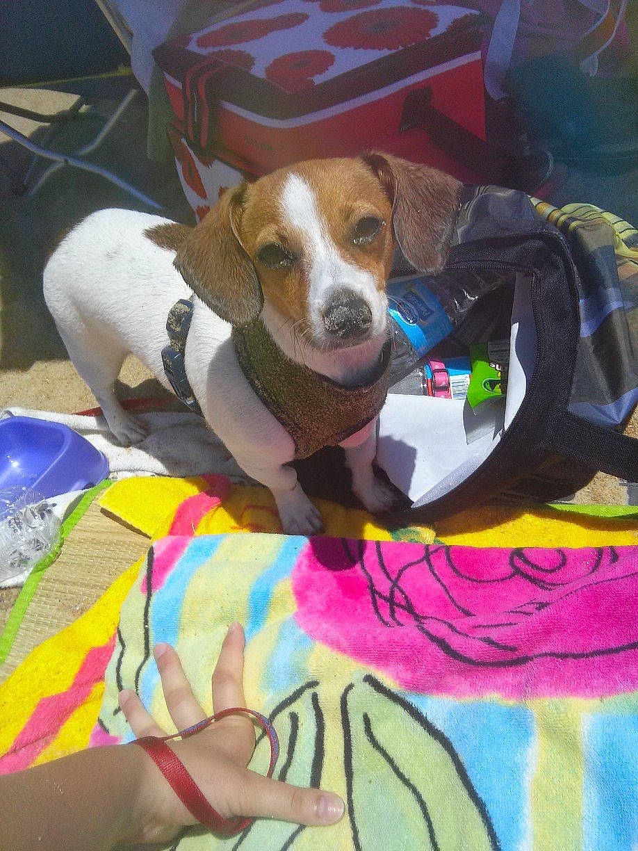 Kassie is registered to the contest to win money with this photo: american_foxhound, beagle, canidae, carnivore, companion_dog, dog, dog_breed, drever, estonian_hound, finnish_hound, harrier, hound, mammal, pocket_beagle, snout, sporting_group, treeing_walker_coonhound