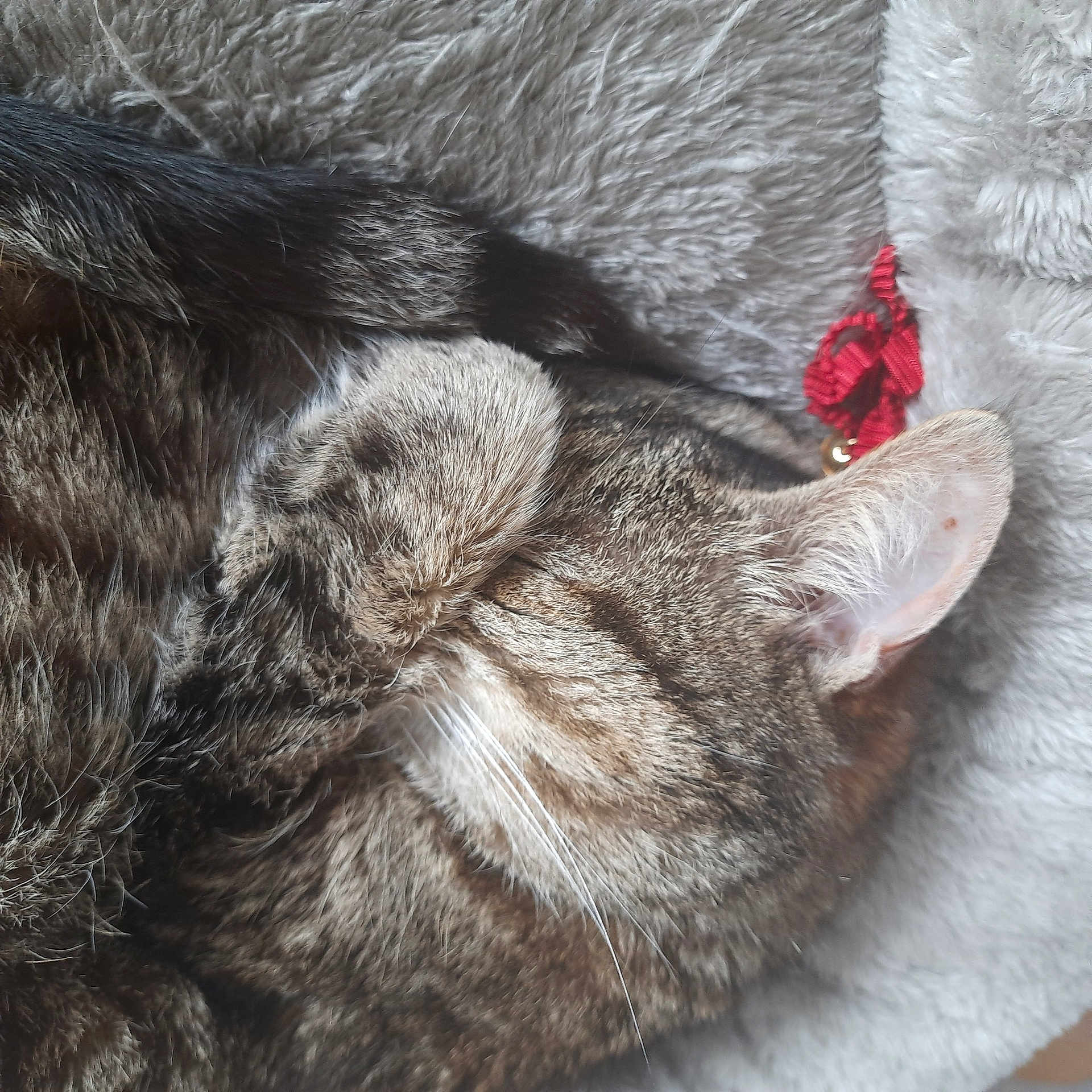 Kiwi participe au concours pour gagner de l'argent avec cette photo : carnivore, cat, claw, close_up, comfort, dog_breed, domestic_short_haired_cat, ear, felidae, fur, grey, liver, mammal, nap, paw, small_to_medium_sized_cats, sporting_group, tail, vertebrate, whiskers