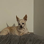 Phoebe is registered to the contest to win money with this photo: dog, chihuahua, pet, indoor, resting, blanket, furniture, beige_wall, shadow, ears_up, calm, small_dog, light_tan, canine, animal, companion, domestic, cute, relaxed, portrait
