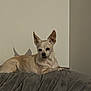 dog, chihuahua, pet, indoor, resting, blanket, furniture, beige_wall, shadow, ears_up, calm, small_dog, light_tan, canine, animal, companion, domestic, cute, relaxed, portrait