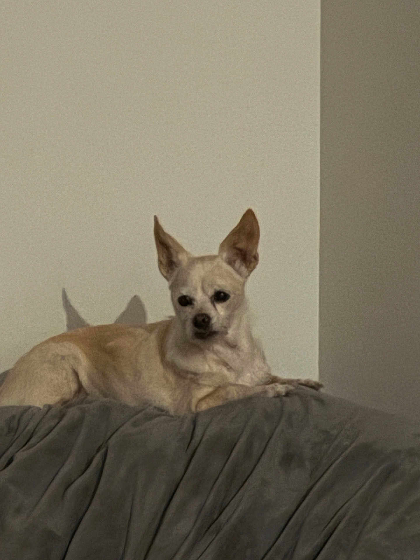 Phoebe is registered to the contest to win money with this photo: dog, chihuahua, pet, indoor, resting, blanket, furniture, beige_wall, shadow, ears_up, calm, small_dog, light_tan, canine, animal, companion, domestic, cute, relaxed, portrait