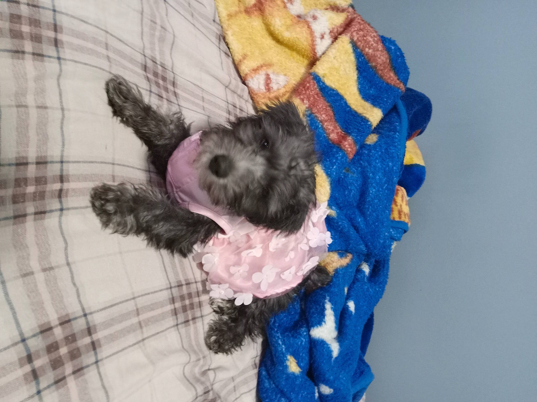 Fifi joined the competition — help win amazing prizes! art, canidae, comfort, companion_dog, dog_breed, electric_blue, fashion_accessory, fur, fur_clothing, linens, natural_material, pattern, plaid, sleeve, sporting_group, tail, tartan, toy, wool, woolen