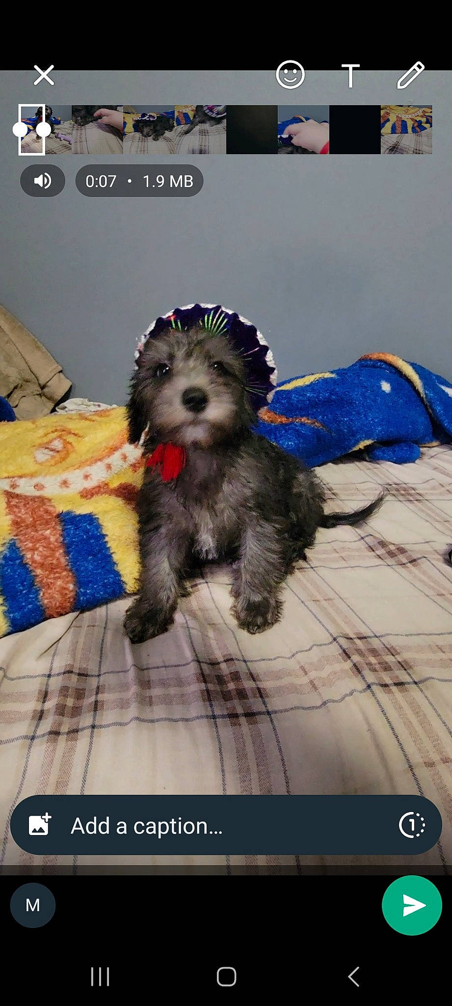 Fifi is registered to the contest to win money with this photo: canidae, carnivore, companion_dog, dog, dog_bed, dog_breed, dog_clothes, dog_supply, electric_blue, fur, labradoodle, photo_caption, poodle_crossbreed, puppy_love, small_terrier, snout, sporting_group, terrier, toy, toy_dog