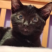Binx joined the competition — help win amazing prizes! cat, kitten, black_cat, animal, pet, fur, whiskers, ears, eyes, indoor, bed, headboard, wood, purple_wall, close_up, resting, curious, young_animal, feline, cute