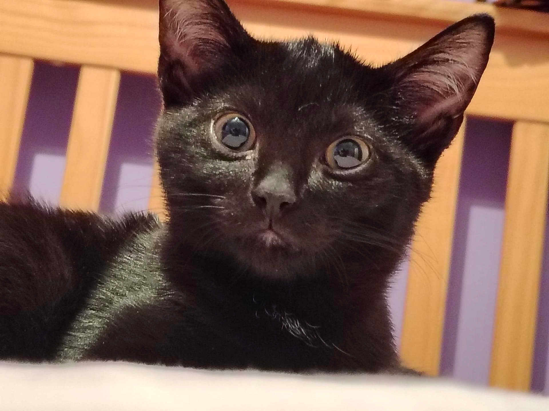 Binx joined the competition — help win amazing prizes! cat, kitten, black_cat, animal, pet, fur, whiskers, ears, eyes, indoor, bed, headboard, wood, purple_wall, close_up, resting, curious, young_animal, feline, cute