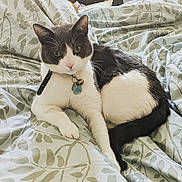 Pippin is registered to the contest to win money with this photo: cat, pet, animal, feline, bed, blanket, collar, tag, paw_print, bell, resting, indoor, fur, whiskers, ears, tail, curious, cute, domestic_cat, relaxed