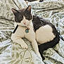 cat, pet, animal, feline, bed, blanket, collar, tag, paw_print, bell, resting, indoor, fur, whiskers, ears, tail, curious, cute, domestic_cat, relaxed