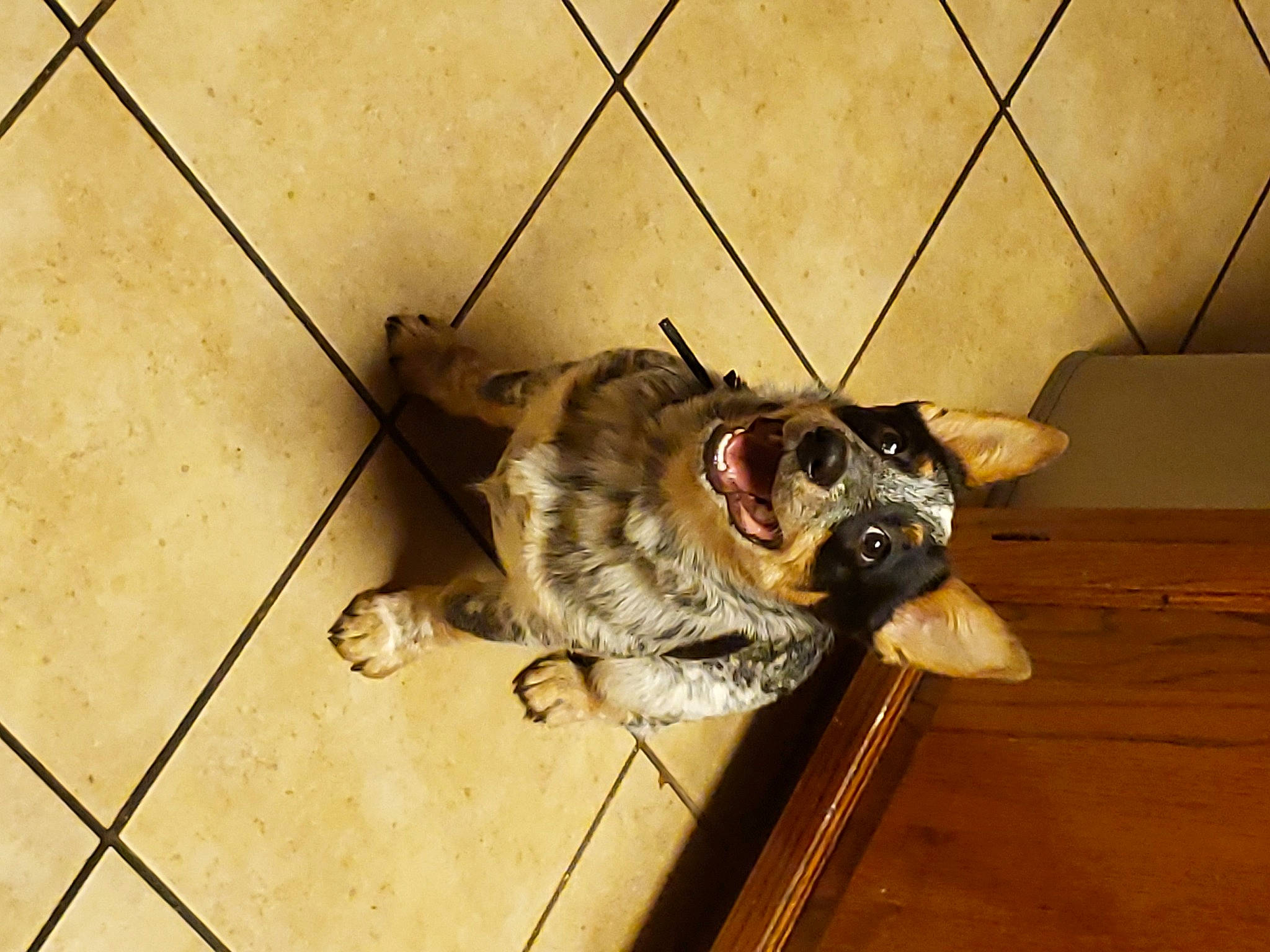 Nova joined the competition — help win amazing prizes! canidae, carnivore, companion_dog, dog, dog_breed, fawn, felidae, floor, flooring, leash, paw, small_to_medium_sized_cats, snout, sporting_group, tail, terrestrial_animal, toy_dog, whiskers, wood, working_animal