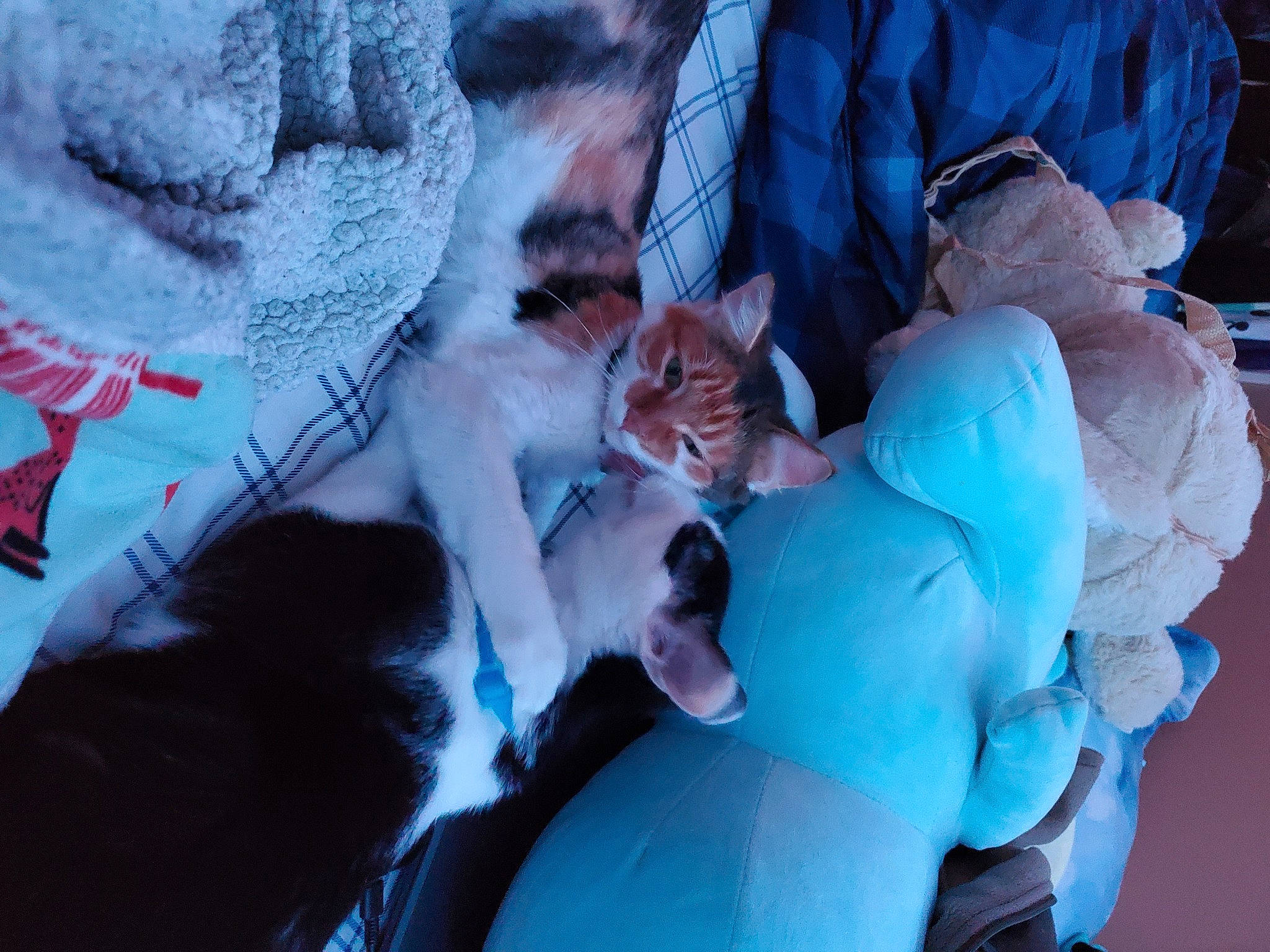 Lila joined the competition — help win amazing prizes! blue, canidae, carnivore, cat, comfort, companion_dog, domestic_short_haired_cat, electric_blue, fawn, felidae, freezing, fur, lap, nap, small_to_medium_sized_cats, tail, tree, whiskers, wildlife, winter