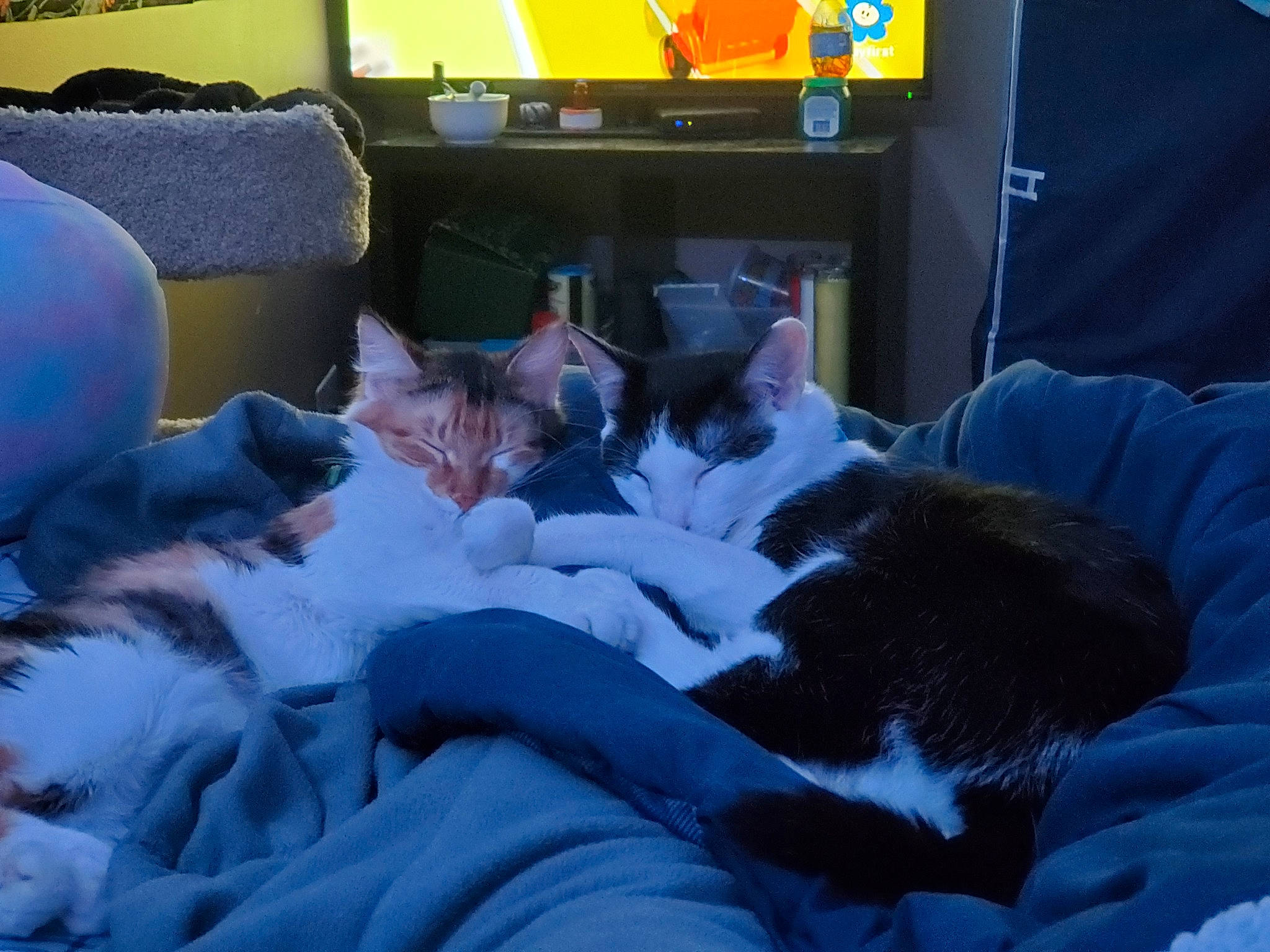 Lila is registered to the contest to win money with this photo: bed, canidae, carnivore, cat, comfort, couch, domestic_short_haired_cat, felidae, fur, lap, linens, room, sitting, small_to_medium_sized_cats, snow, television, textile, toy, whiskers, winter