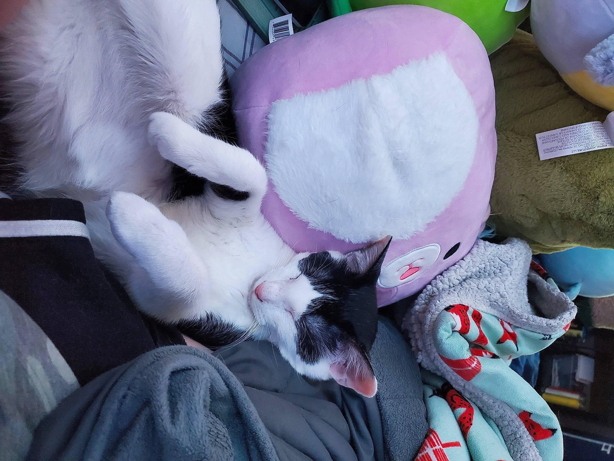 Daisy is registered to the contest to win money with this photo: canidae, carmine, carnivore, cat, comfort, companion_dog, dog_breed, domestic_short_haired_cat, fawn, felidae, fur, grey, linens, mammal, paw, small_to_medium_sized_cats, snout, tail, vertebrate, whiskers