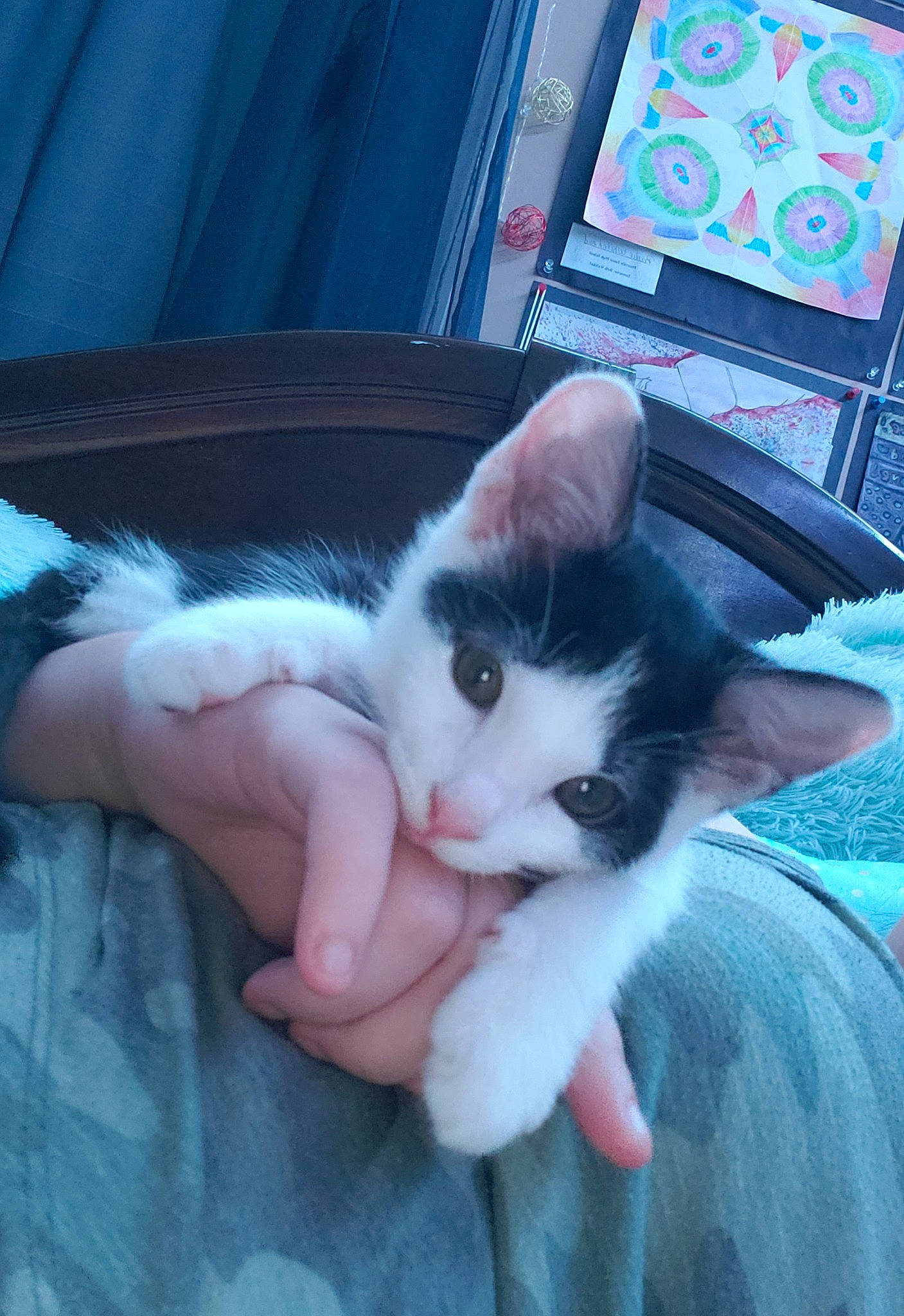 Daisy joined the competition — help win amazing prizes! blue, carnivore, cat, comfort, domestic_short_haired_cat, eye, felidae, finger, foot, fur, gesture, hand, human_leg, lap, nail, paw, small_to_medium_sized_cats, snout, tail, whiskers