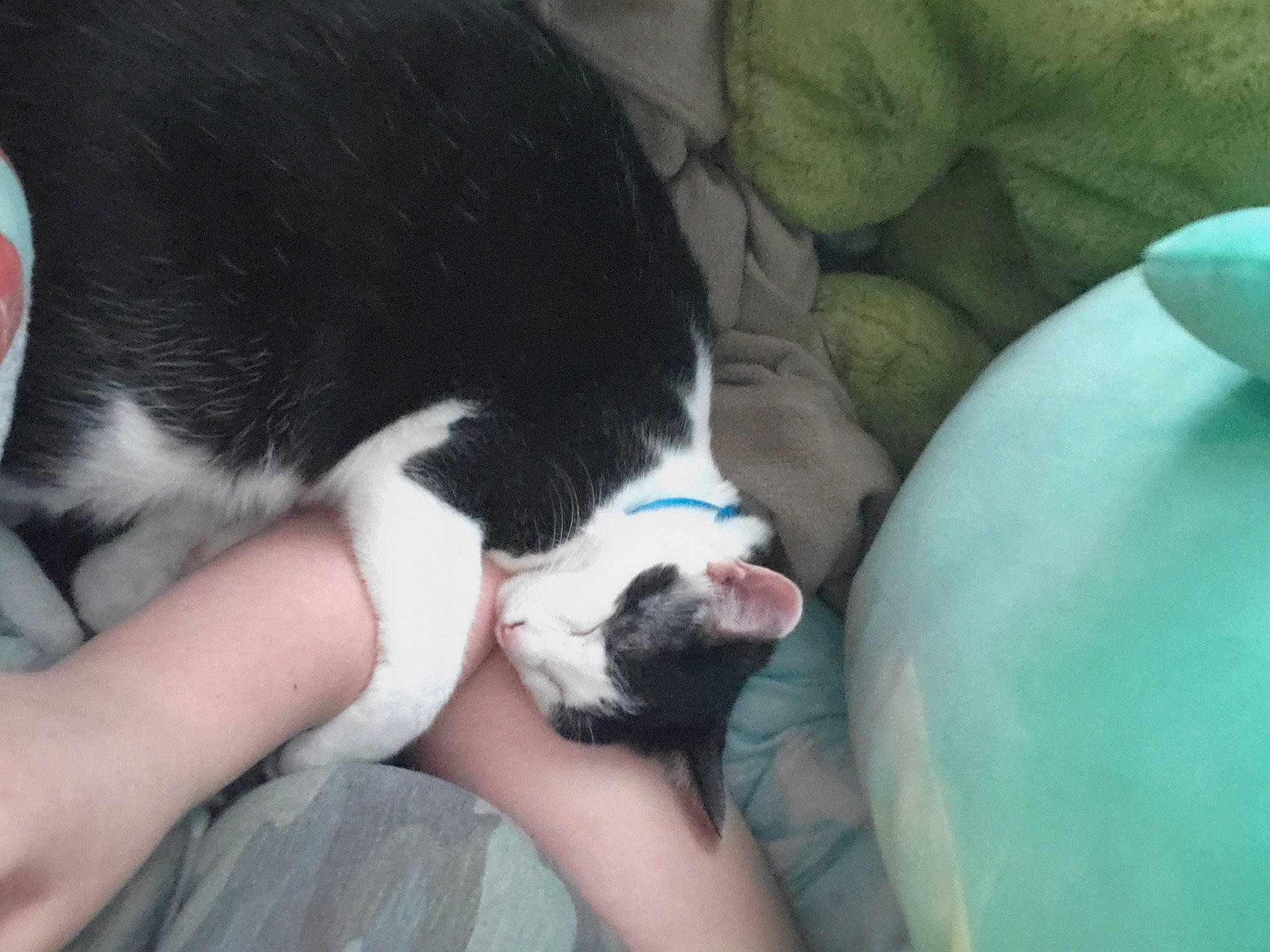 Daisy is registered to the contest to win money with this photo: canidae, carnivore, cat, claw, comfort, companion_dog, dog_breed, domestic_short_haired_cat, felidae, foot, fur, human_leg, nail, nap, paw, small_to_medium_sized_cats, snout, sporting_group, tail, whiskers