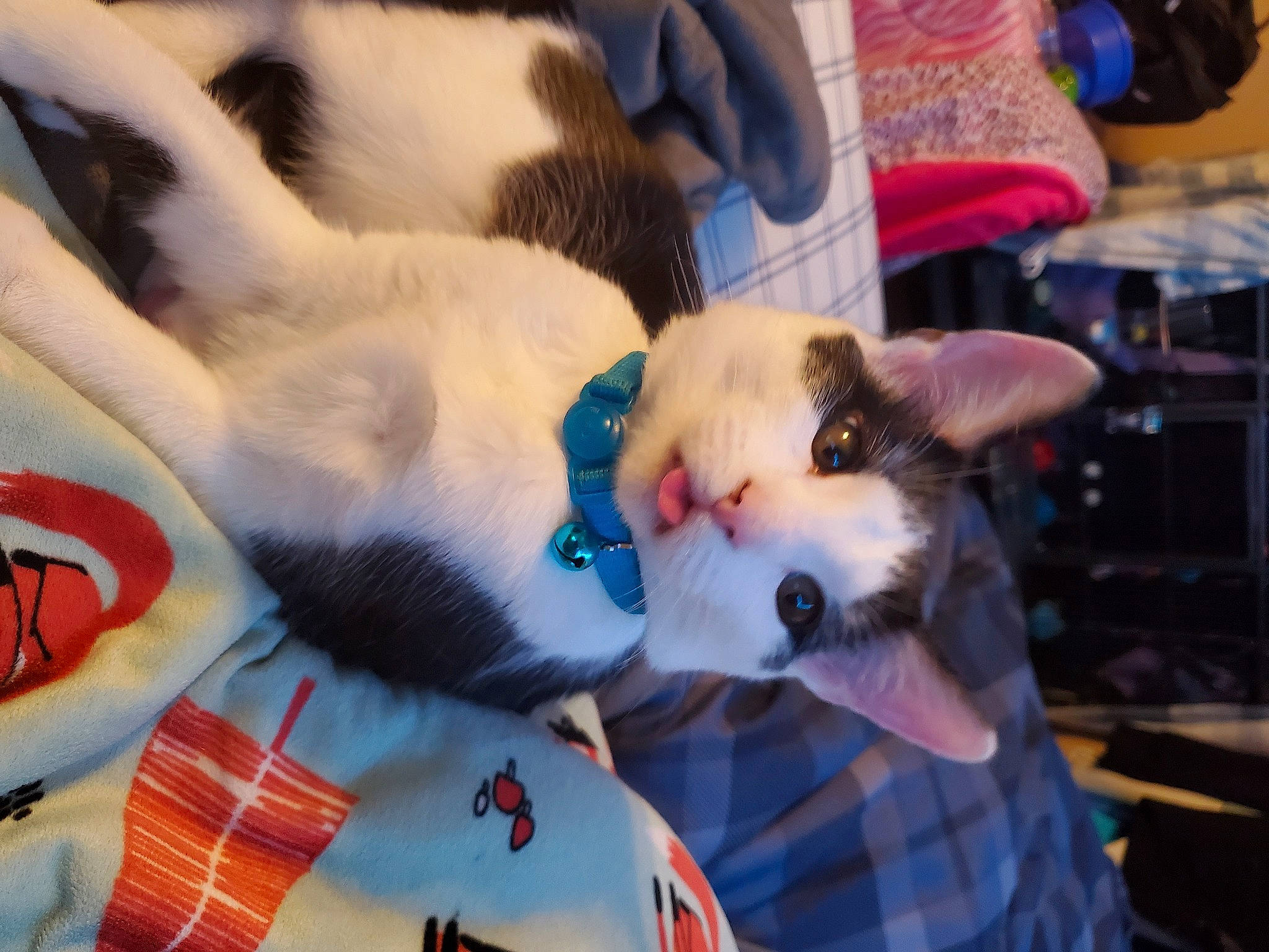 Daisy is registered to the contest to win money with this photo: canidae, carnivore, cat, chair, comfort, companion_dog, dog_breed, domestic_short_haired_cat, fawn, felidae, fur, nap, pattern, paw, plaid, small_to_medium_sized_cats, tail, tartan, whiskers