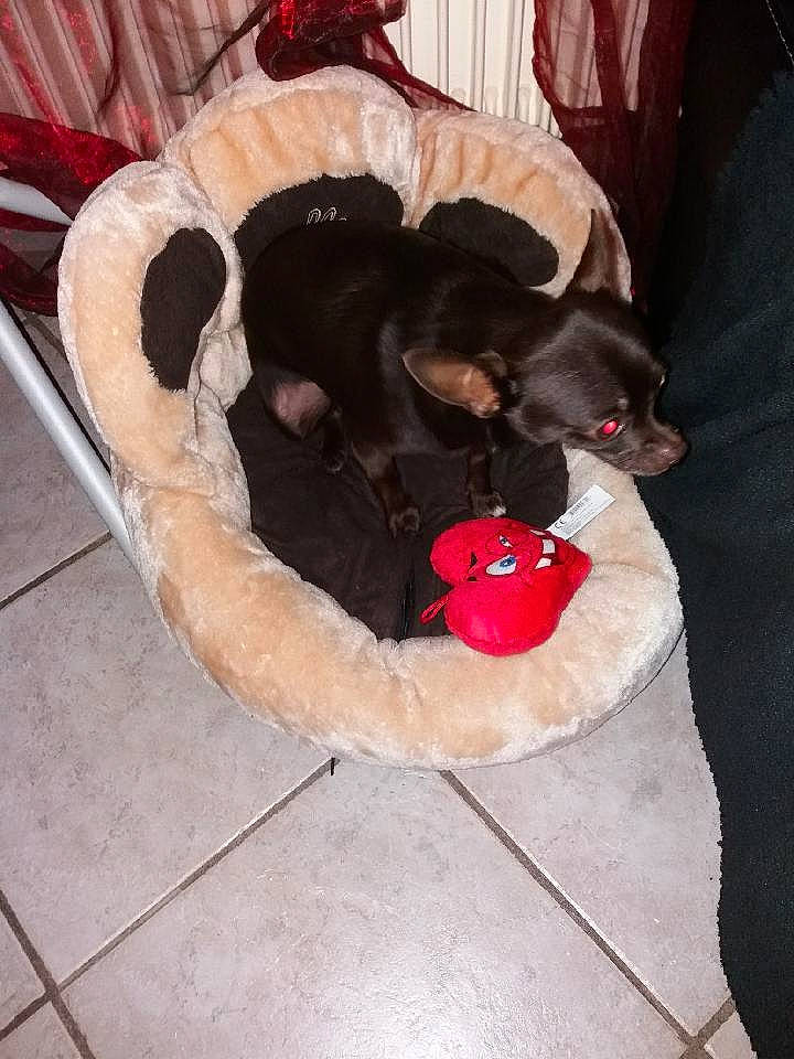 Nutella a rejoint le concours — aidez-le/la à gagner de superbes lots ! canidae, carnivore, cat, dog, dog_breed, labrador_retriever, puppy, sporting_group