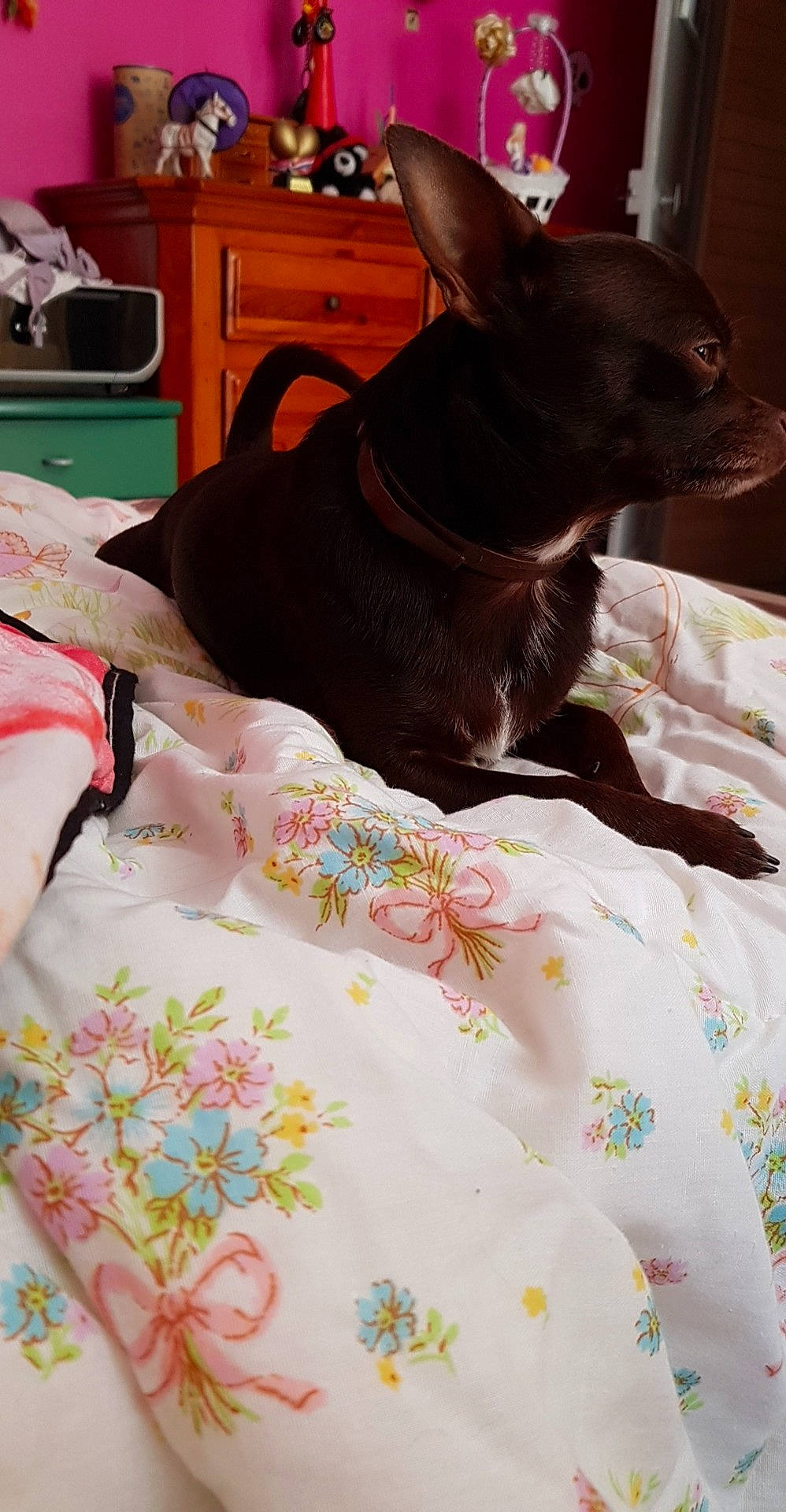 Nutella participe au concours pour gagner de l'argent avec cette photo : boston_terrier, canidae, carnivore, cat, dog, dog_breed, dress, ear, fawn, french_bulldog, furniture, linens, non_sporting_group, pink, tail, textile, whiskers