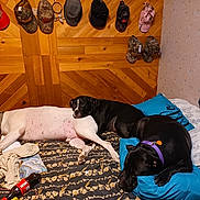 Chewy Lindsey joined the competition — help win amazing prizes! dog, bed, pillow, sleeping, black_dog, white_dog, wooden_wall, hats, curtains, floral_bedspread, indoor, resting, collar, nap, cozy, pets, furniture, relaxation, room, sleep
