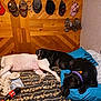dog, bed, pillow, sleeping, black_dog, white_dog, wooden_wall, hats, curtains, floral_bedspread, indoor, resting, collar, nap, cozy, pets, furniture, relaxation, room, sleep