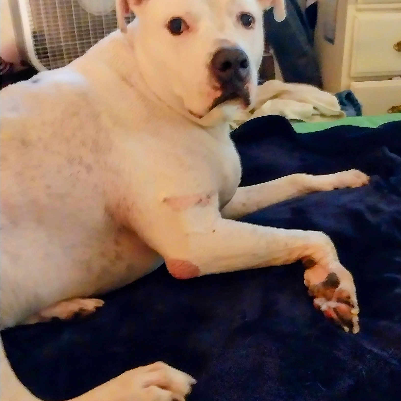 Koa is registered to the contest to win money with this photo: animal, bedroom, blanket, canine, cozy, curious, dog, domestic, ears, fan, fur, furniture, indoor, looking_back, paw, pet, relaxed, resting, snout, white_dog
