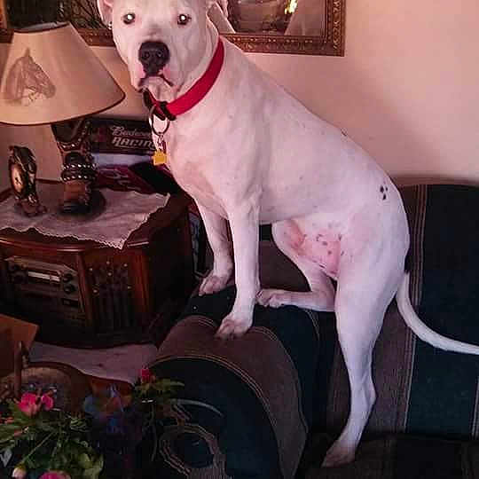 Koa