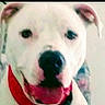Koa is registered to the contest to win money with this photo: dog, white_dog, puppy, close_up, portrait, black_nose, floppy_ears, red_collar, pet, canine, animal, cute, looking_at_camera, indoors, soft_focus, blurry, face, snout, fur, companion
