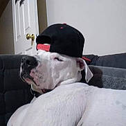 Koa joined the competition — help win amazing prizes! dog, bulldog, pet, animal, white_fur, black_cap, baseball_cap, couch, living_room, indoor, sitting, lying_down, profile, short_snout, wrinkled_face, collar, relaxed, funny, home, portrait
