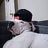 dog, bulldog, pet, animal, white_fur, black_cap, baseball_cap, couch, living_room, indoor, sitting, lying_down, profile, short_snout, wrinkled_face, collar, relaxed, funny, home, portrait