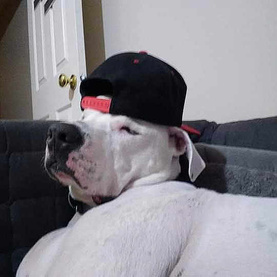Koa