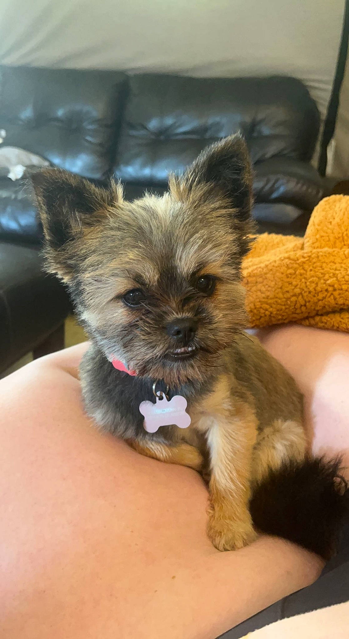Dixie Ann joined the competition — help win amazing prizes! canidae, carnivore, companion_dog, dog, dog_breed, ear, eye, fawn, fur, liver, paw, puppy, small_terrier, snout, sporting_group, studio_couch, terrestrial_animal, toy_dog, whiskers, working_animal