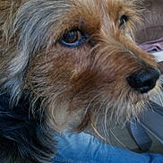 Globule a rejoint le concours — aidez-le/la à gagner de superbes lots ! black_fur, brown_fur, canine, casual, close_up, couch, dog, ears, eyes, floor, furniture, home, indoor, jeans, lamp, living_room, person, pet, snout, table