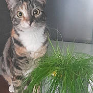 Gaïa participe au concours pour gagner de l'argent avec cette photo : cat, plant, potted_plant, indoor, curious, fur, greenery, table, domestic_animal, pet, whiskers, ears, eyes, striped, calico, leaf, nature, home, furniture, animal