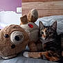 Gaïa participe au concours pour gagner de l'argent avec cette photo : cat, calico_cat, teddy_bear, stuffed_animal, bed, pillow, wooden_headboard, indoor, pet, animal, feline, plush_toy, bedroom, curious, lying_down, fur, ears, whiskers, close_up, resting