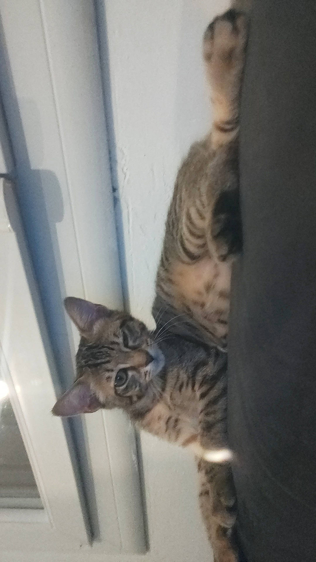 Milka participe au concours pour gagner de l'argent avec cette photo : carnivore, cat, domestic_short_haired_cat, door, felidae, fur, paw, room, small_to_medium_sized_cats, snout, tail, terrestrial_animal, whiskers, wood