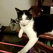 Remy joined the competition — help win amazing prizes! cat, black_and_white, tuxedo_cat, animal, pet, kitten, face, eyes, ears, whiskers, paws, sitting, indoors, furniture, chair, clutter, electronics, wood, portrait, funny