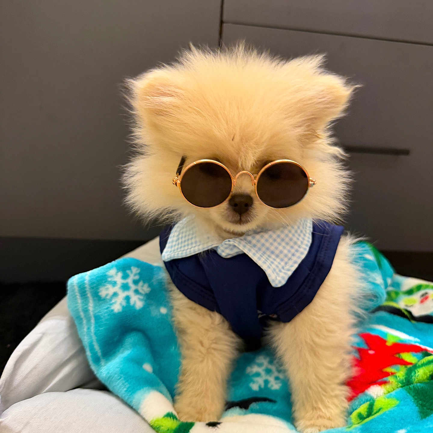 Coco is registered to the contest to win money with this photo: dog, puppy, fluffy, white_fur, sunglasses, costume, collar, blue_outfit, blanket, bed, indoor, portrait, sitting, cute, funny, pet, small_dog, fashion, round_glasses, home