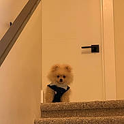 Coco is registered to the contest to win money with this photo: dog, puppy, small_dog, fluffy, pomeranian, pet, animal, staircase, stairs, carpet, indoor, home, door, door_handle, banister, wearing_clothes, dressed_pet, portrait, warm_lighting, cute
