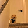 dog, puppy, small_dog, fluffy, pomeranian, pet, animal, staircase, stairs, carpet, indoor, home, door, door_handle, banister, wearing_clothes, dressed_pet, portrait, warm_lighting, cute