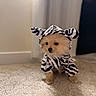 Coco joined the competition — help win amazing prizes! dog, puppy, small_dog, fluffy, zebra_print, costume, outfit, bow, hood, standing, carpet, indoors, home, portrait, cute, adorable, fur, brown, black_and_white, pet