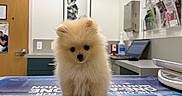 Coco is registered to the contest to win money with this photo: puppy, dog, pomeranian, fluffy, small_dog, white_fur, sitting, adorable, pet, animal, portrait, veterinary_clinic, examination_room, medical_table, clinic, brochures, equipment, indoor, cute, photography