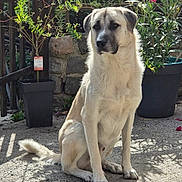 Gus participe au concours pour gagner de l'argent avec cette photo : animal, canine, concrete, daylight, dog, domestic_animal, flower, fur, garden, nature, outdoor, peaceful, pet, plant, potted_plant, quiet, shadow, sitting, stone_wall, sunlight