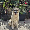 Gus a rejoint le concours — aidez-le/la à gagner de superbes lots ! animal, canine, concrete, daylight, dog, domestic_animal, flowers, garden, greenery, happy, nature, outdoor, pet, plants, potted_plants, shadow, sitting, summer, sunlight, tongue_out