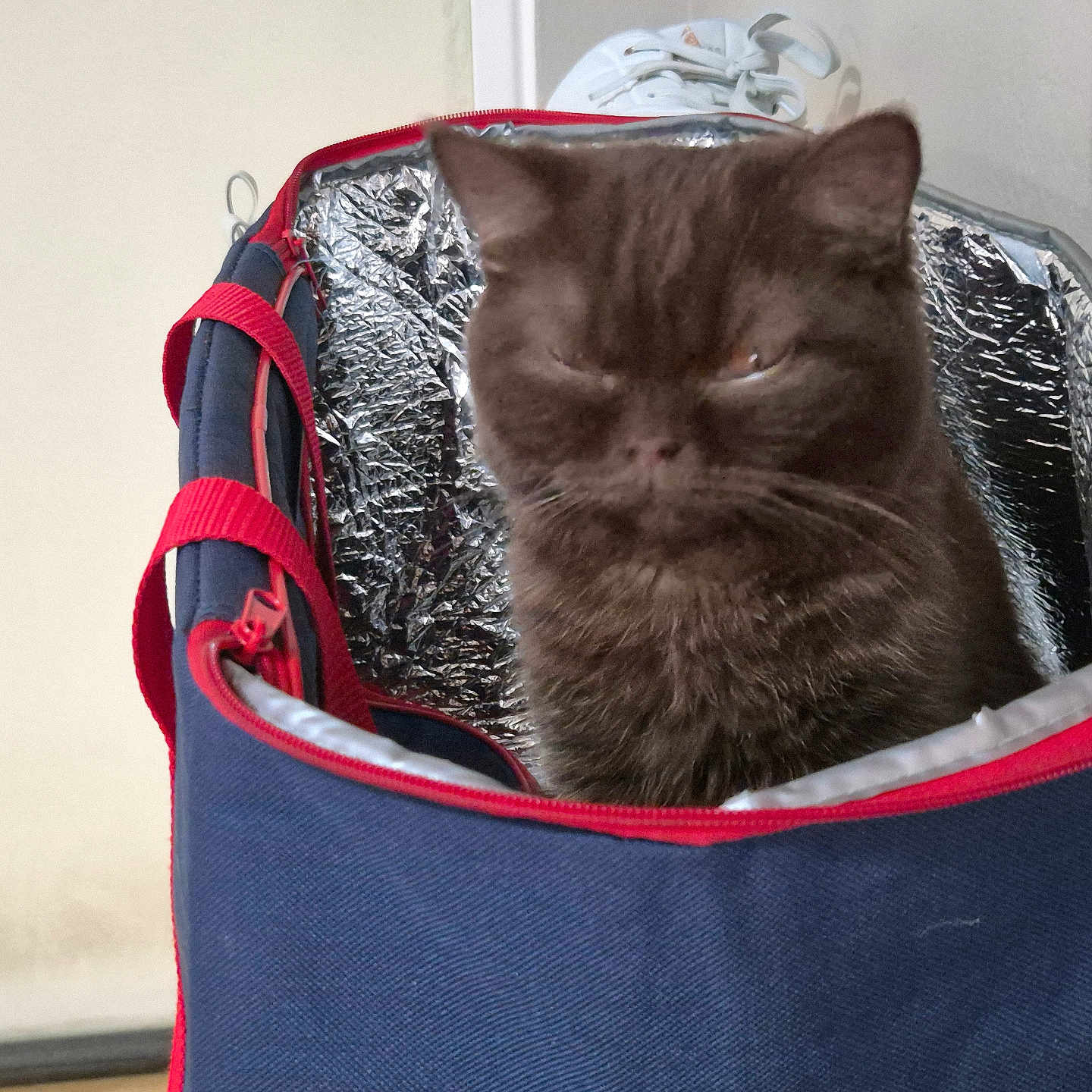 Pepito participe au concours pour gagner de l'argent avec cette photo : cat, brown_cat, pet, insulated_bag, blue_bag, red_trim, indoor, sleepy_cat, furry, pet_accessory, shoe, white_sneaker, floor, wall, zipper, close_up, domestic_animal, cute, animal, household